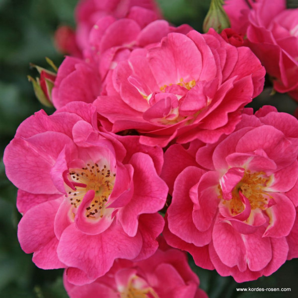 Роза почвопокровная Блюхвандер 08